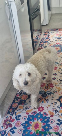 Shihpoo dogs Charlie for sale - Advert 2