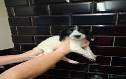 Sprocker dogs for sale: English blue roan spaniels - Advert 3