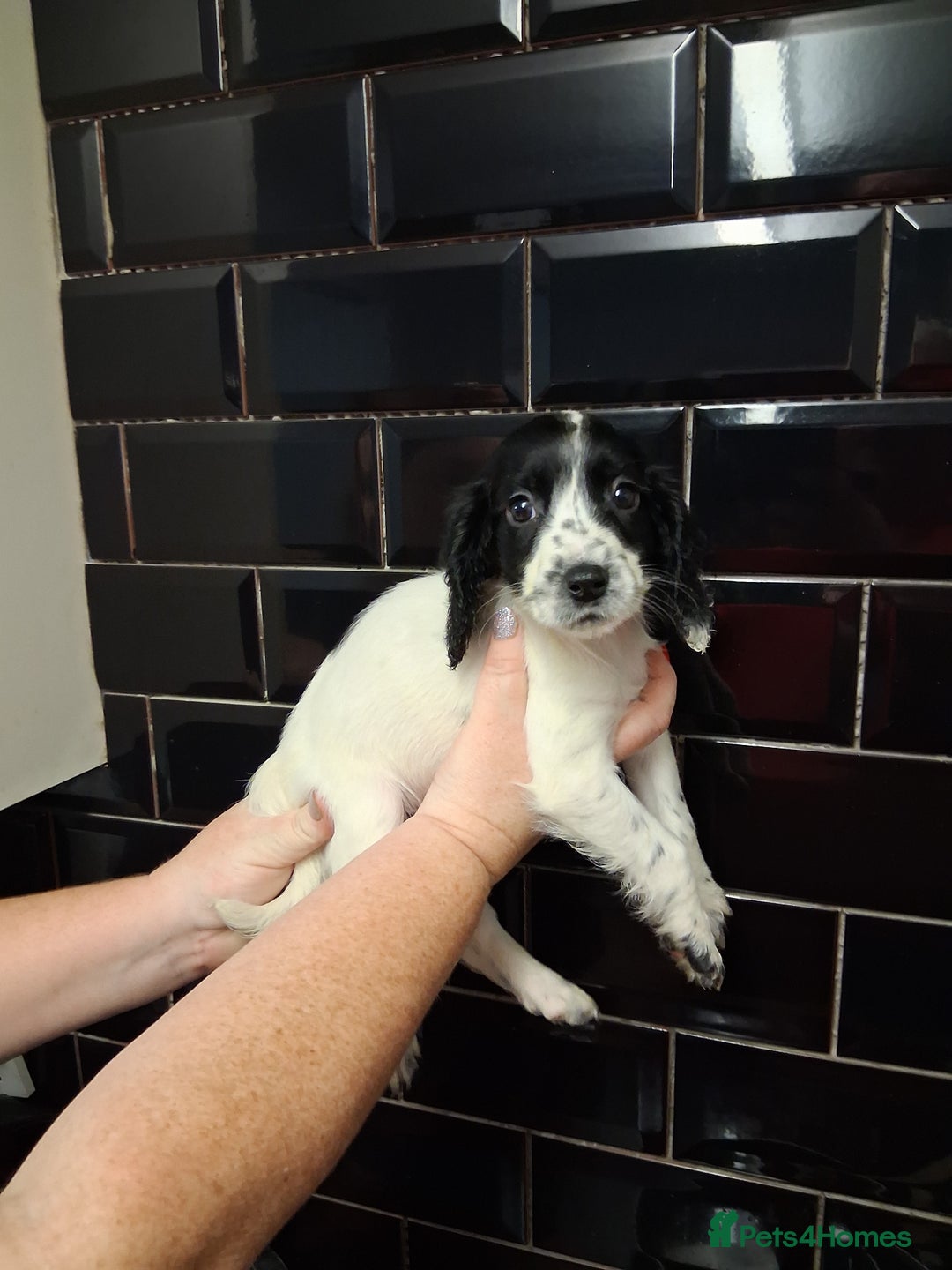 Sprocker dogs for sale: English blue roan spaniels - Advert 3