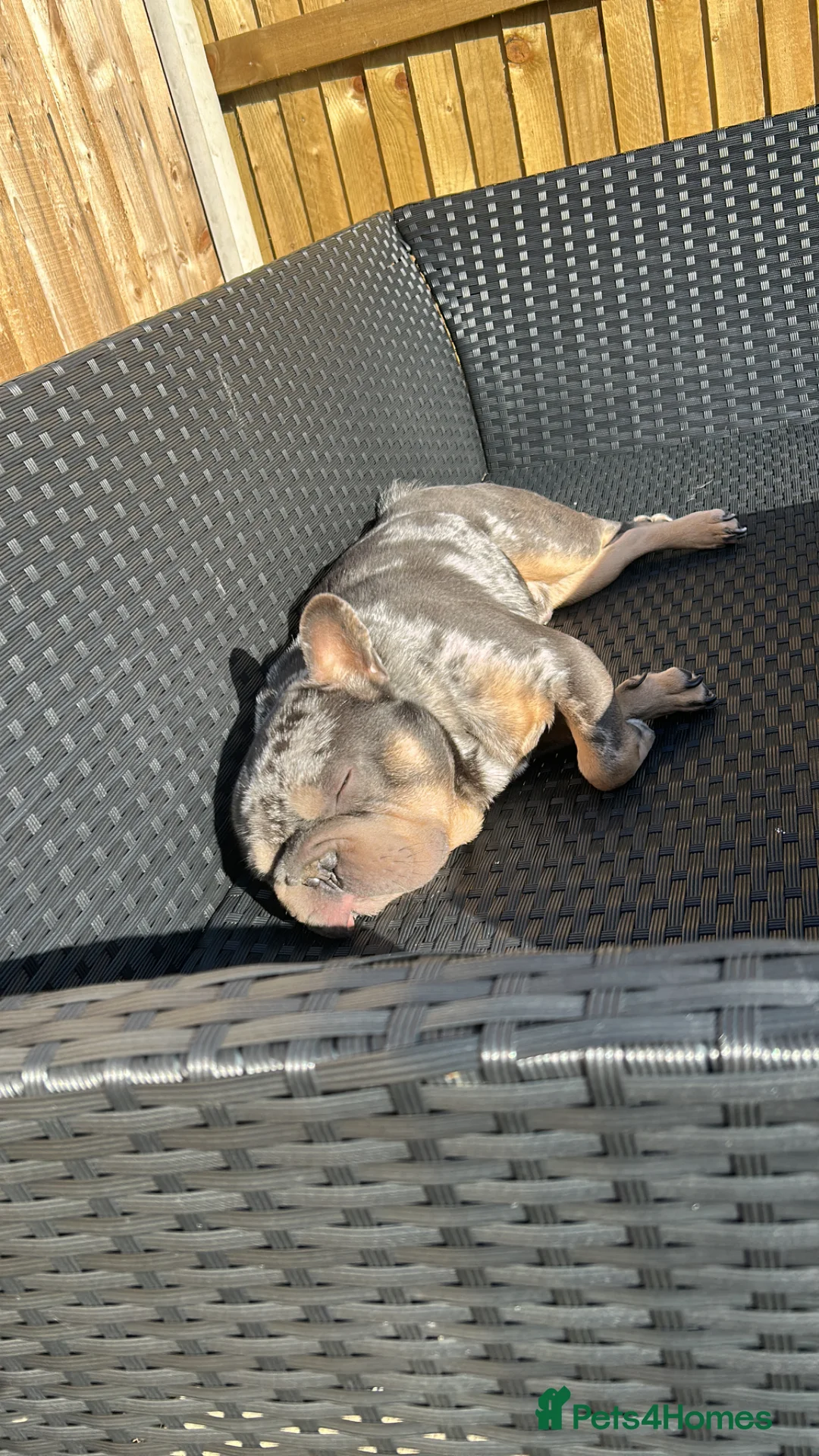 French Bulldog dogs for sale: Milo frenchie 3 years old  - Advert 5