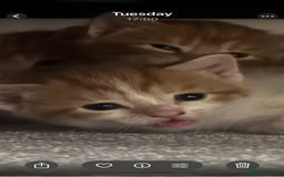 Domestic Shorthair cats for sale: Three Male kittens 🐱  - Image 12