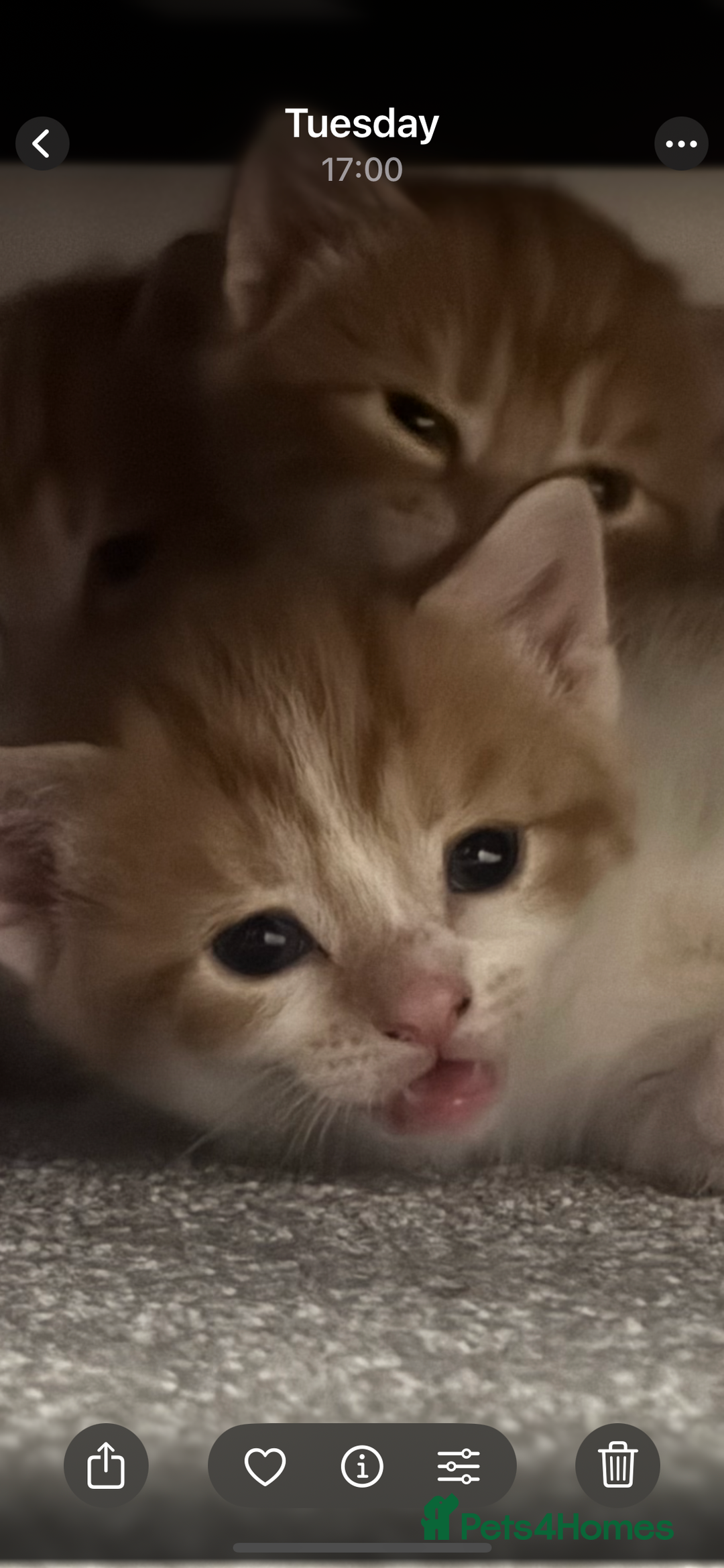 Domestic Shorthair cats for sale: Three Male kittens 🐱  - Image 12