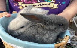 Mini Lop rabbits for sale: Autumn babies - Image 22