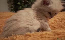 Siberian cats for sale: GCCF TICA 5 generations - Image 1