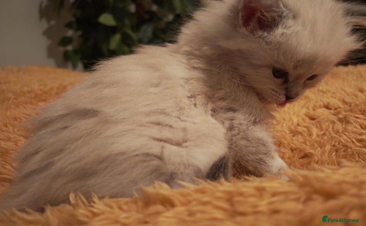 Siberian cats - Advert 2