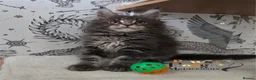 Maine Coon cats for sale: Outstanding quality Tica reg Mainecoon  - Advert 6