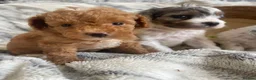 Cavapoo dogs for sale: THERAPY RAISED DNA TESTED CAVAPOOS  - Advert 8