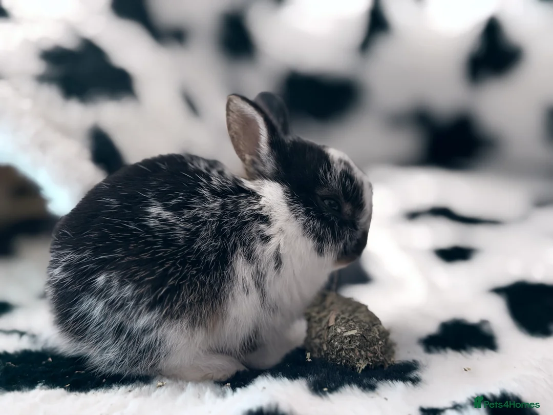 Netherland Dwarf rabbits for sale: Young Netherland dwarf Urgent need of rehoming  - Advert 22