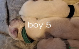 Golden Retriever dogs for sale: Golden retriever puppies  - Image 15