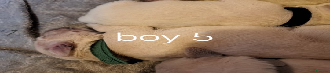 Golden Retriever Puppy 1