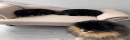 Pomeranian dogs for sale: 👑 Exclusive Rare Black & Tan Pomeranians 👑 - Advert 23