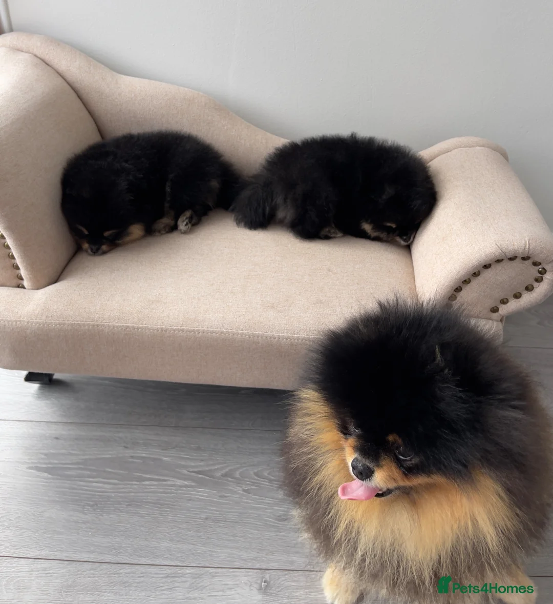 Pomeranian dogs for sale: 👑 Exclusive Rare Black & Tan Pomeranians 👑 - Advert 23