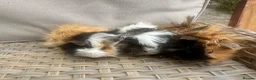 Guinea Pig rodents for sale: 1 left. Pretty baby long haired female guinea pig. - Advert 14