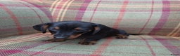 Miniature Dachshund dogs for sale: Black and Tan Miniature Dachshund Puppies 3 Boys - Advert 14