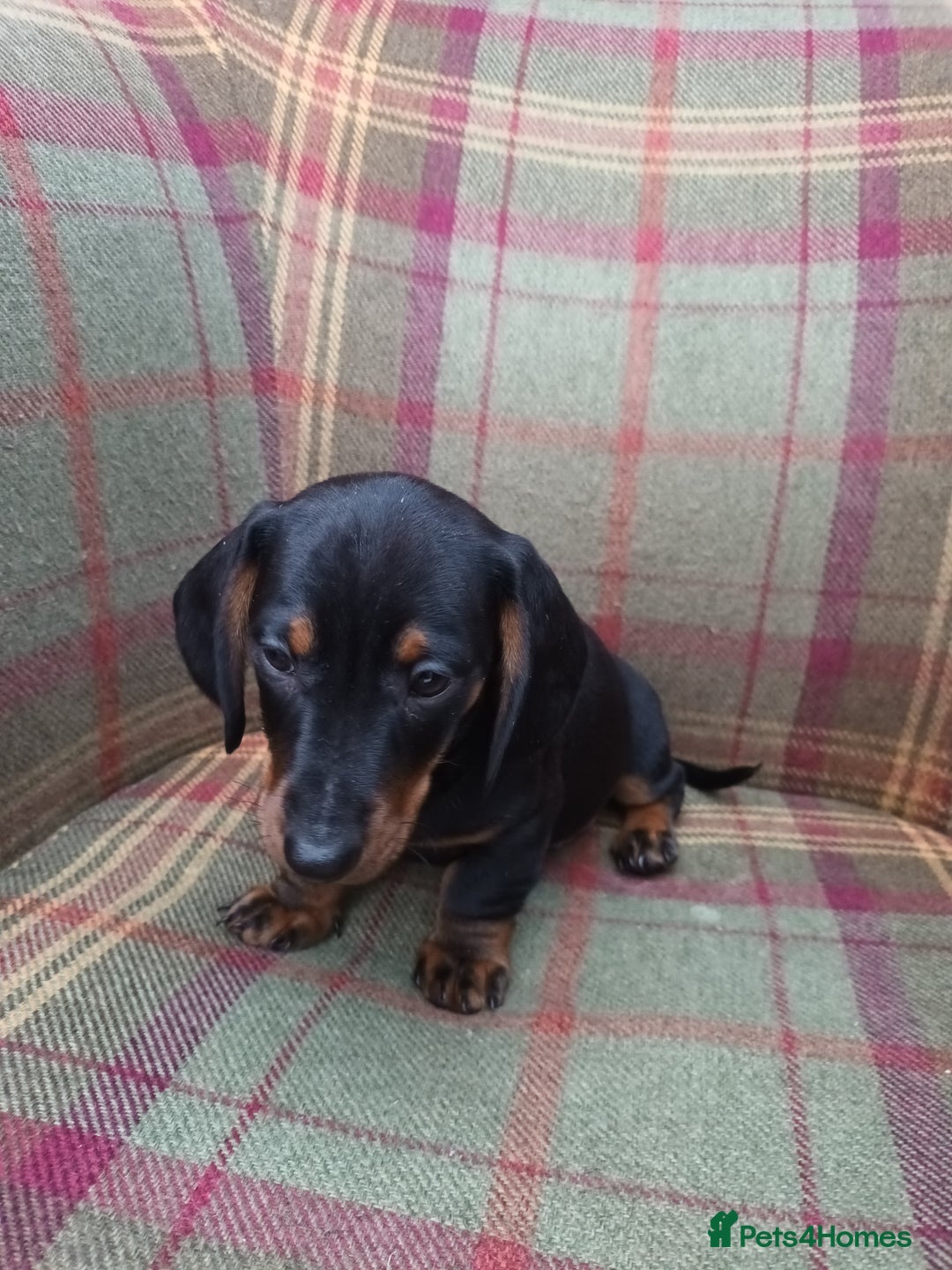 Miniature Dachshund dogs for sale: Black and Tan Miniature Dachshund Puppies 3 Boys - Advert 14