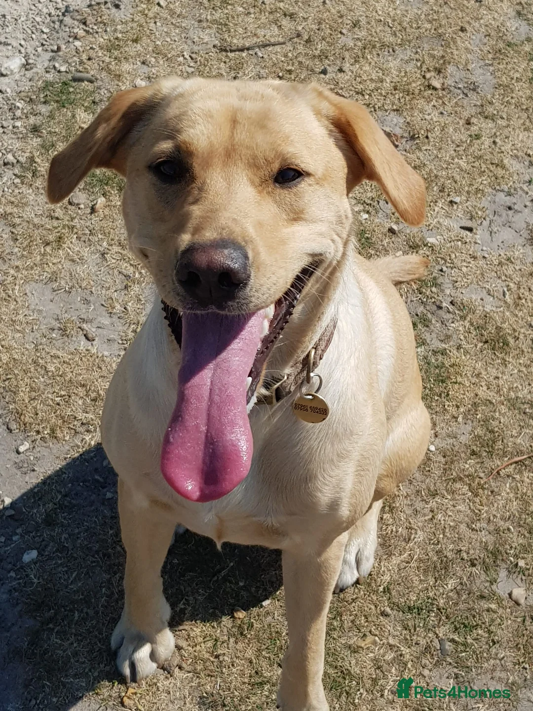 Labrador Retriever dogs for sale: Labrador puppies - Advert 1