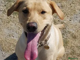 Labrador Retriever dogs Labrador puppies - Advert 1