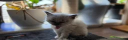 Ragdoll cats for sale: Gorgeous Ragdoll ready to leave 11 July - Advert 32
