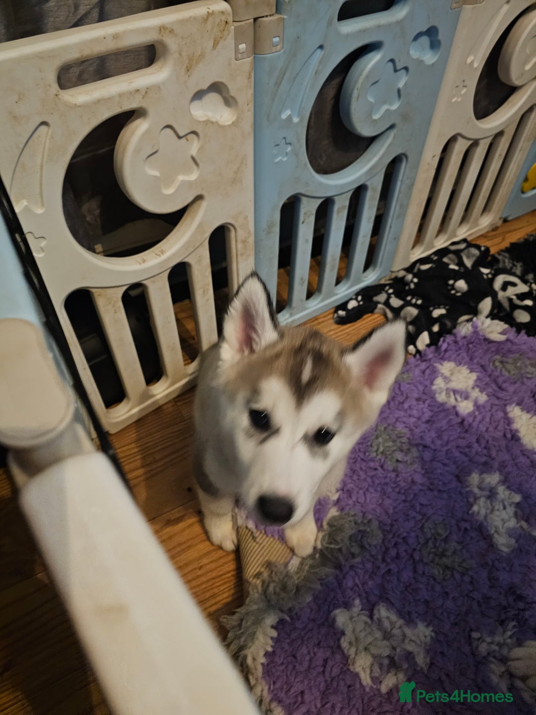 Siberian Husky dogs for sale: Last Girl avaialble now - Advert 4