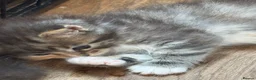 Ragcoon cats for sale: Fluffy Ragcoon kittens - Advert 5