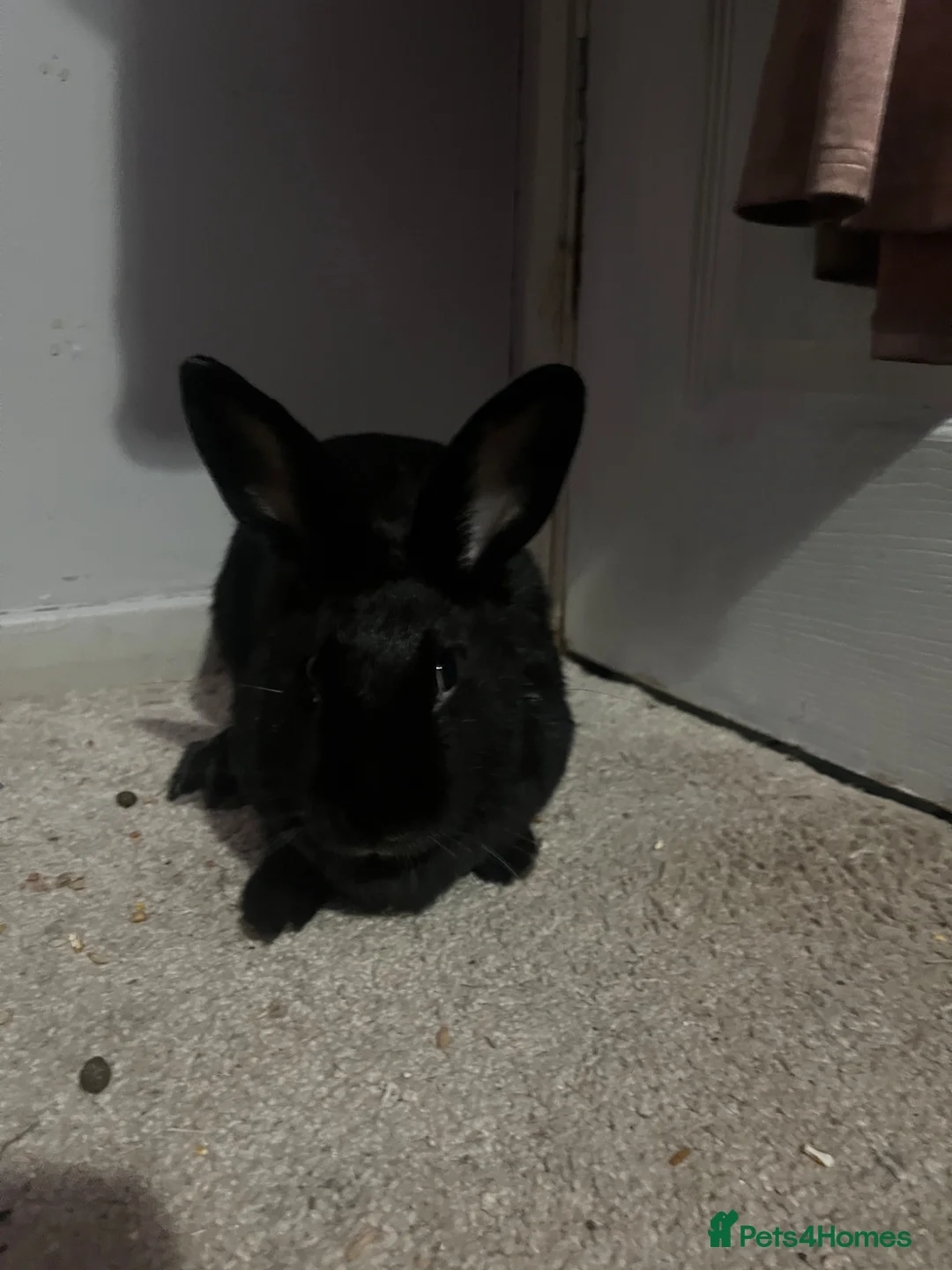 Mixed Breed rabbits for sale: female rabbit for sale  - Advert 4