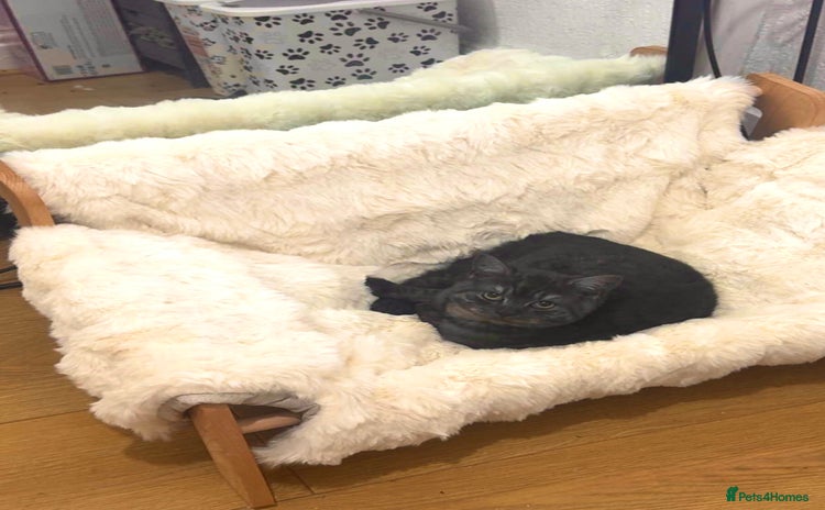 British Shorthair cats - Advert 3