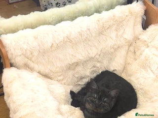 British Shorthair cats - Advert 1