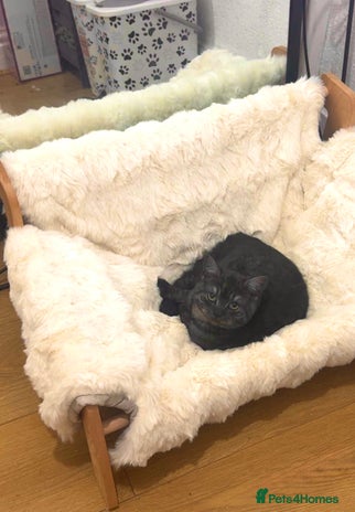 British Shorthair cats - Advert 1