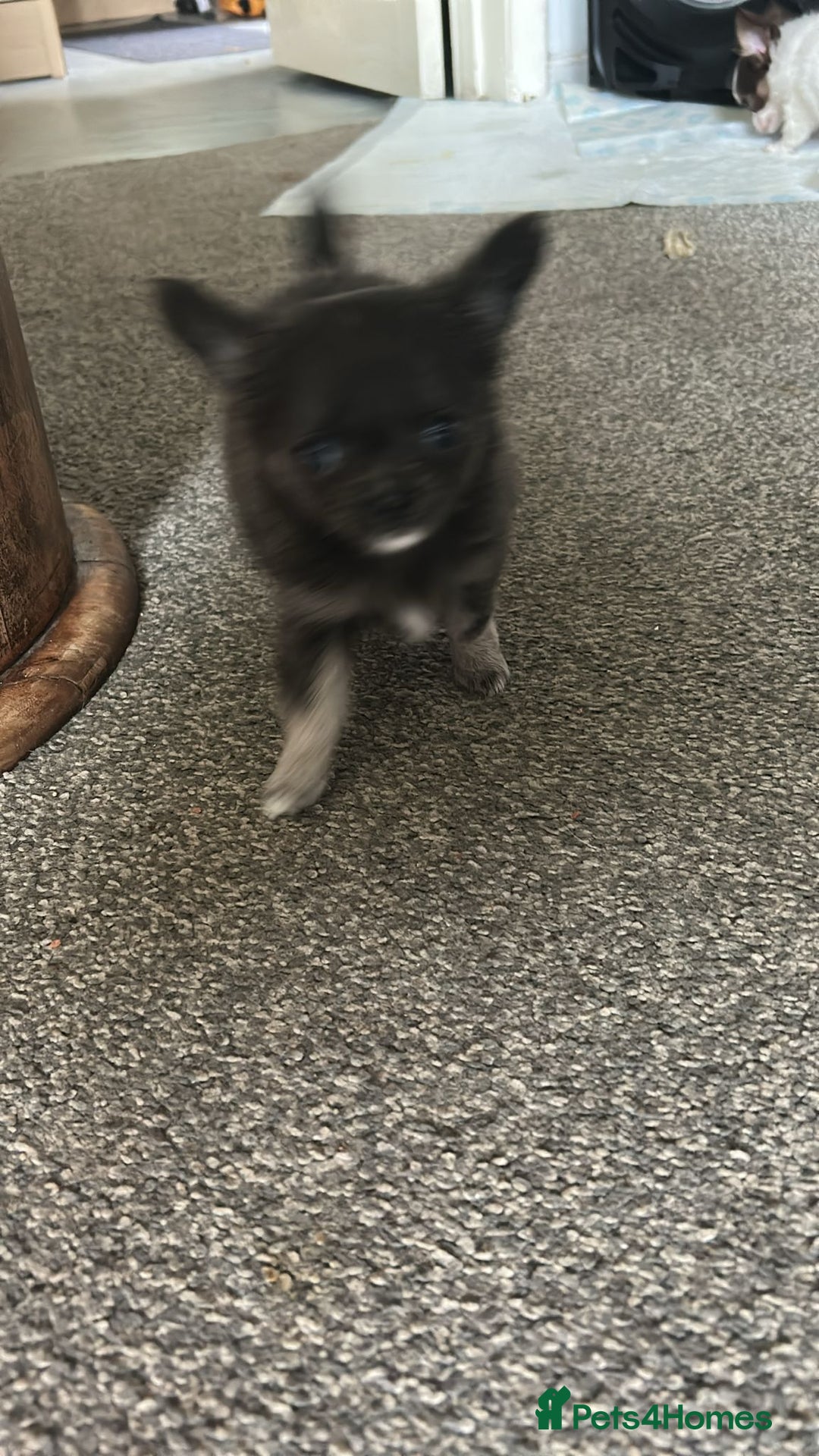 Chihuahua dogs for sale: Chihuahua teacup - Image 7