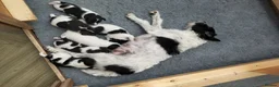 Jack Russell dogs for sale: Jack Russell puppies  in Saltash - Advert 5