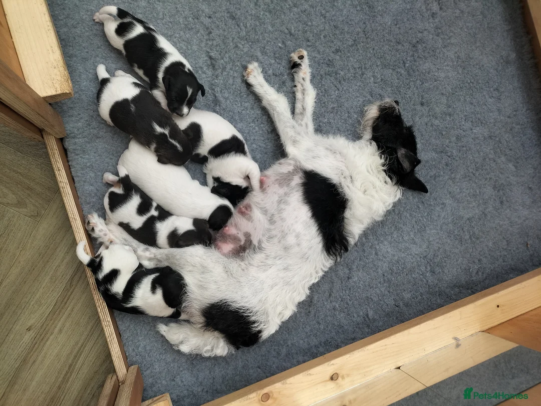 Jack Russell dogs for sale: Jack Russell puppies  in Saltash - Advert 5