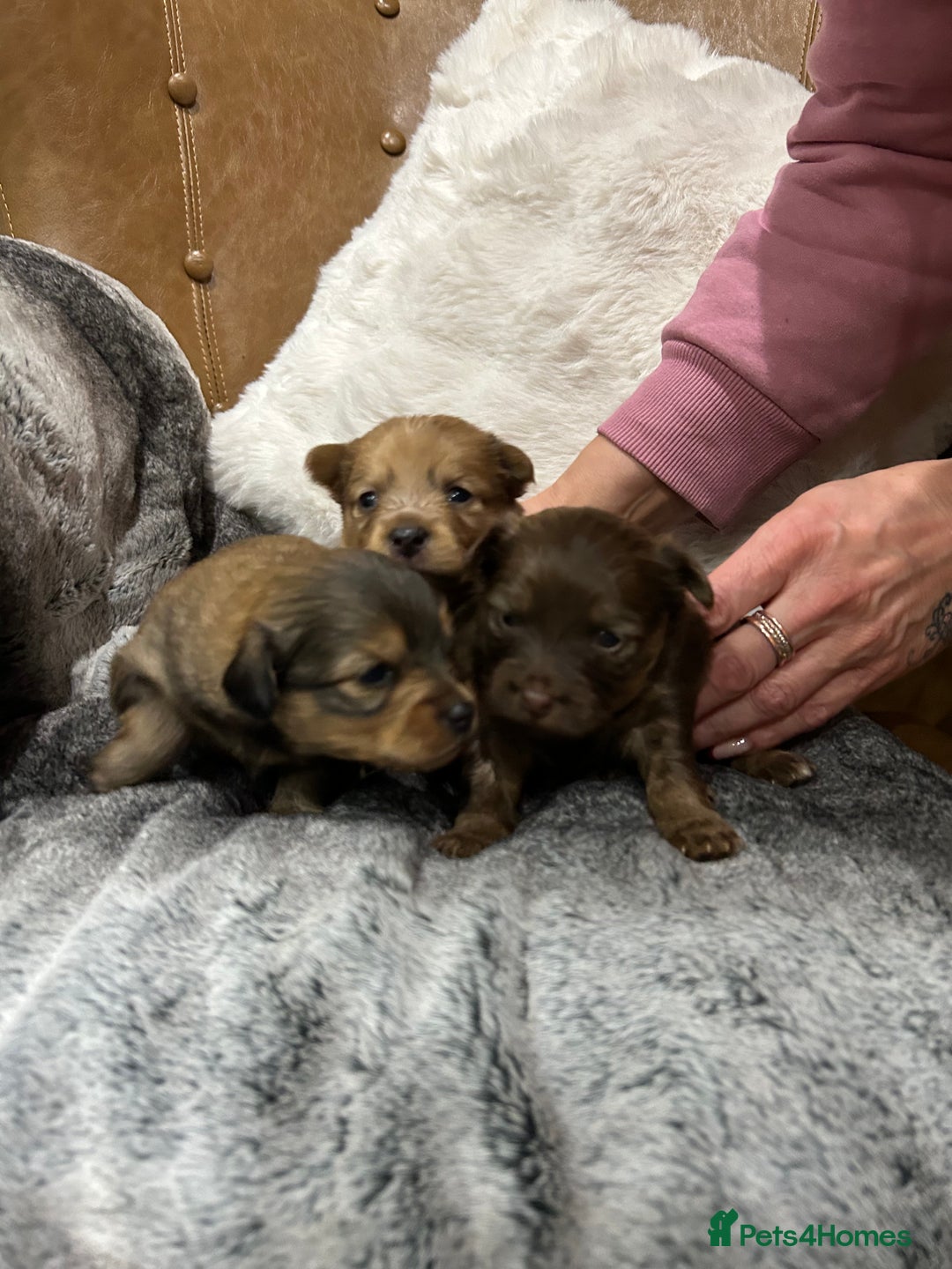 Mixed Breed dogs for sale: Miniature Dauchshund/ Pomeranian puppies for sale - Advert 14