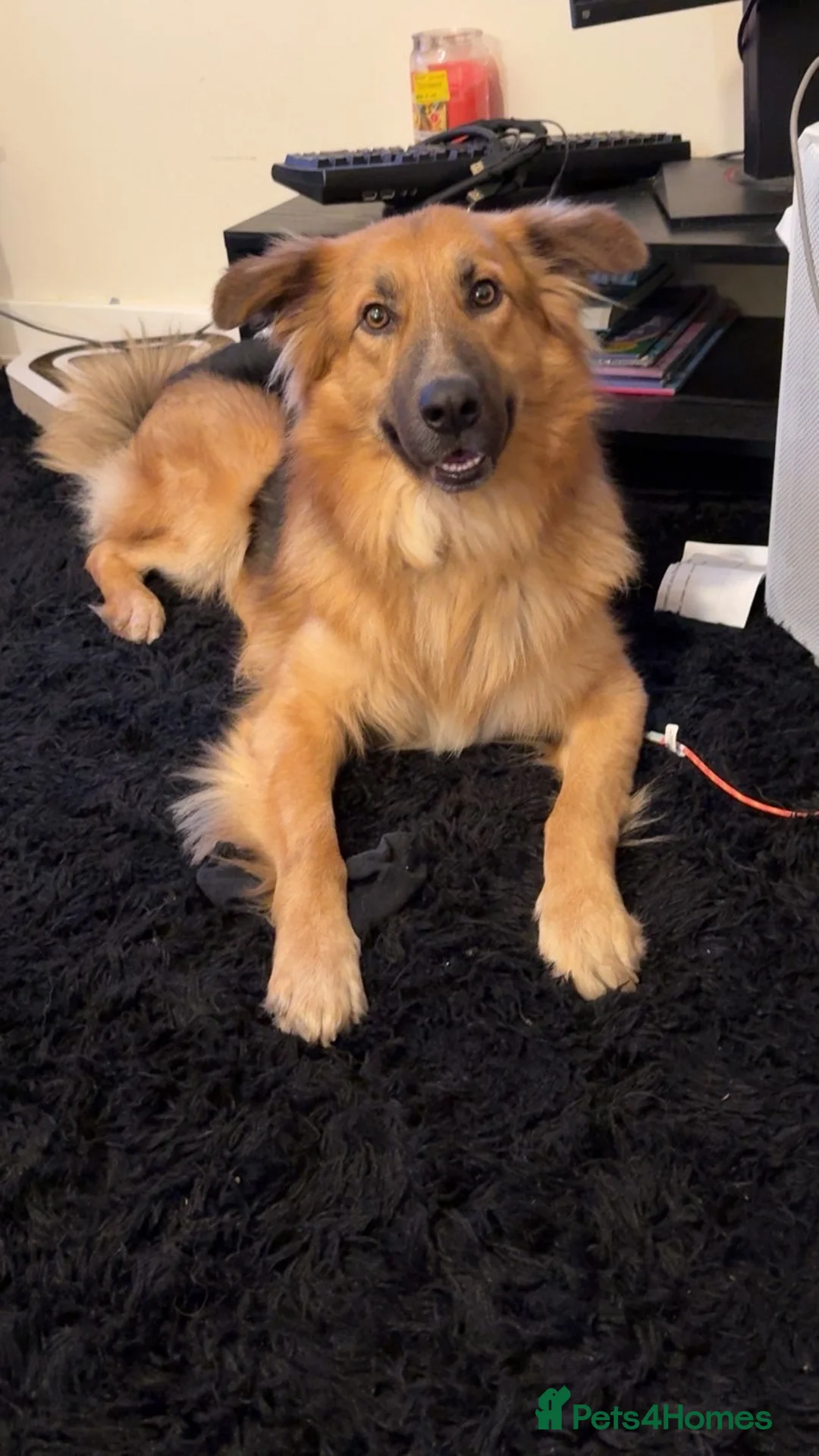 Mixed Breed dogs for sale: German shepherd/border collie in Colchester - Advert 1