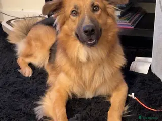 Mixed Breed dogs German shepherd/border collie - Advert 1