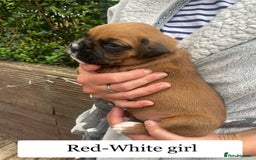 Boxer dogs for sale: Bunch of Boxer Babies - Image 17