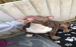 American Bully dogs for stud: Pocket bully for stud  - Image 1