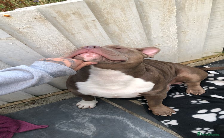 American Bully dogs - Advert 2
