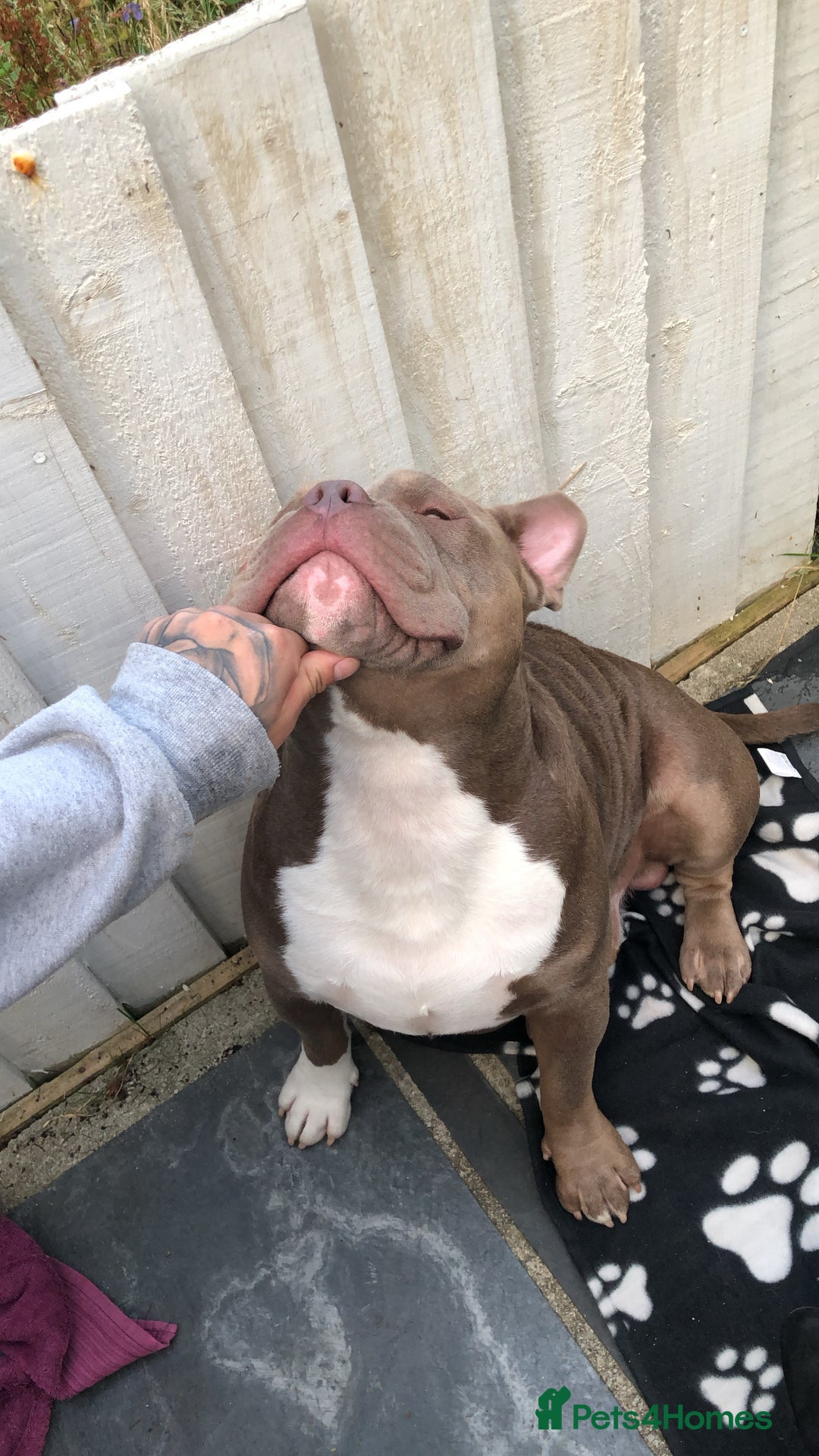 American Bully dogs for stud: Pocket bully for stud  - Image 1