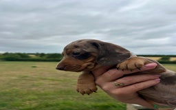 Miniature Dachshund dogs for sale: Quality KC reg, PRA clear miniature dachshunds! - Image 3