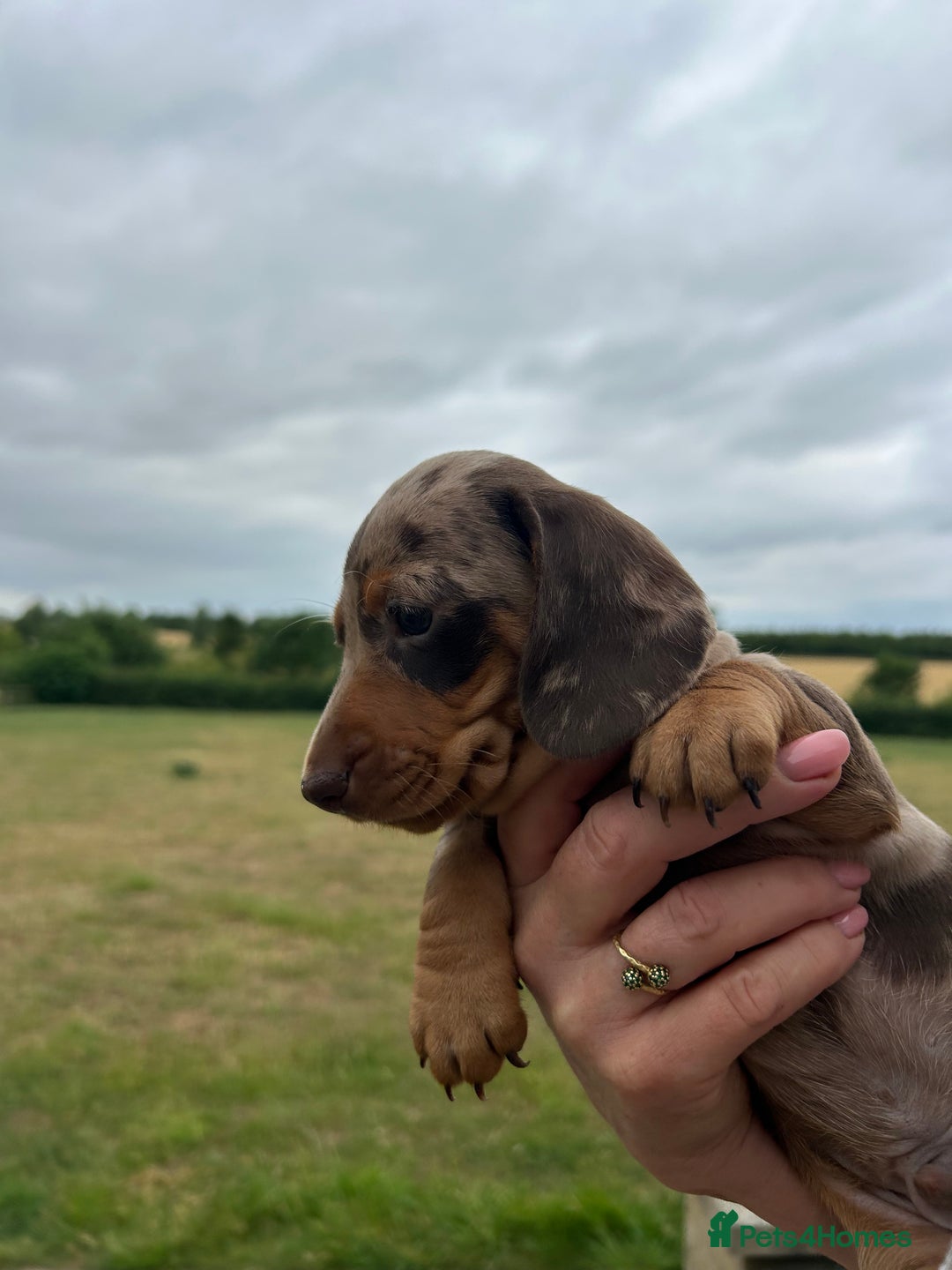 Miniature Dachshund dogs for sale: Quality KC reg, PRA clear miniature dachshunds! - Image 3