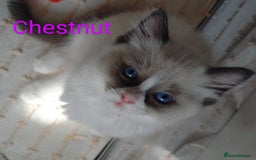 Ragdoll cats for sale: GCCF pedigree ragdoll kittens for sale £850 -£1100 - Image 17