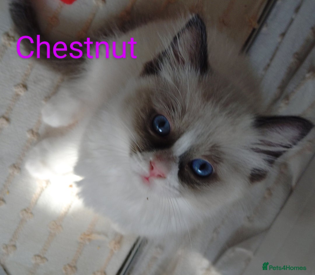 Ragdoll cats for sale: GCCF pedigree ragdoll kittens for sale £850 -£1100 - Image 17