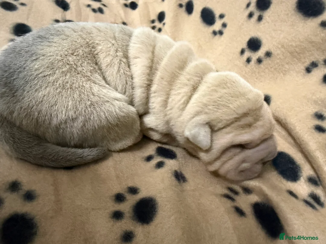 Shar Pei dogs for sale: Beautiful pure shar pei puppies - Advert 17