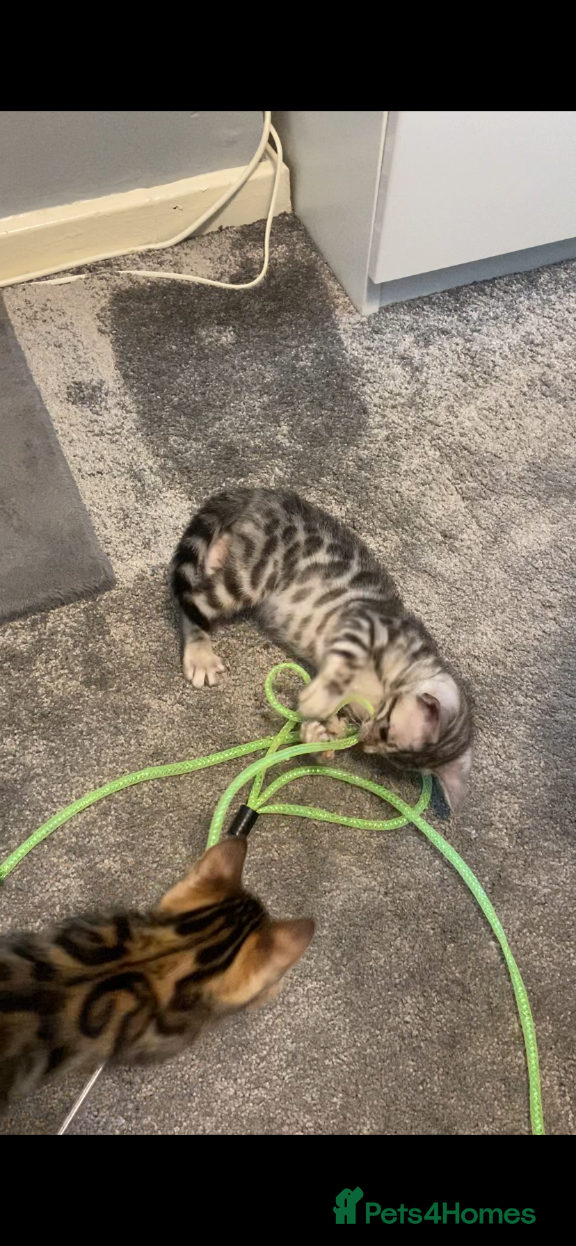 Bengal cats for sale: GCCF Registered Pedigree Kittens  - Advert 5
