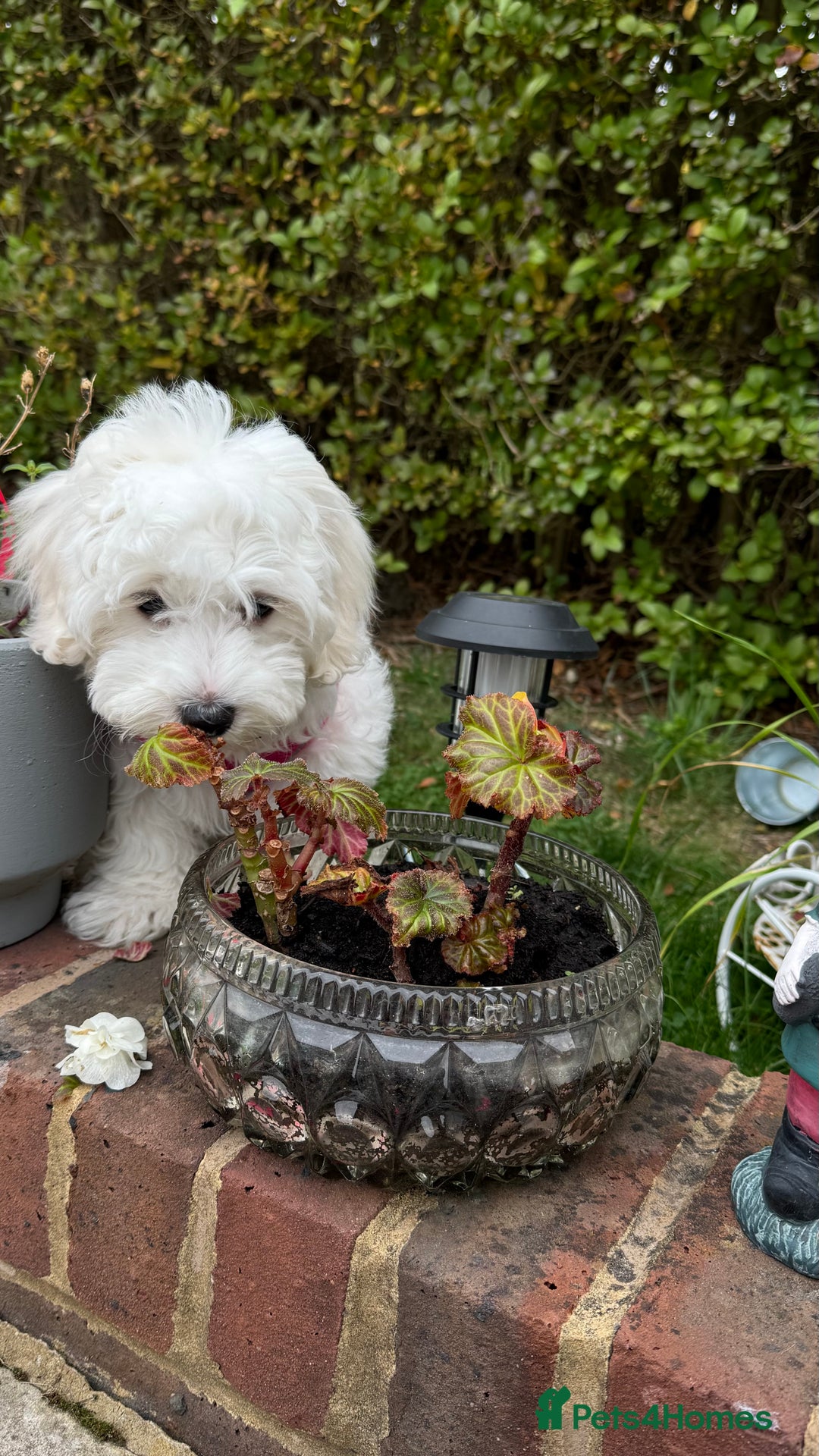 Maltese dogs for sale: Puppy - Image 15