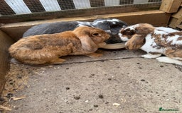 French Lop rabbits for sale: French lops  - Image 1