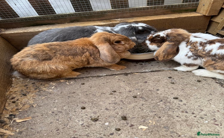 French Lop rabbits - Advert 7