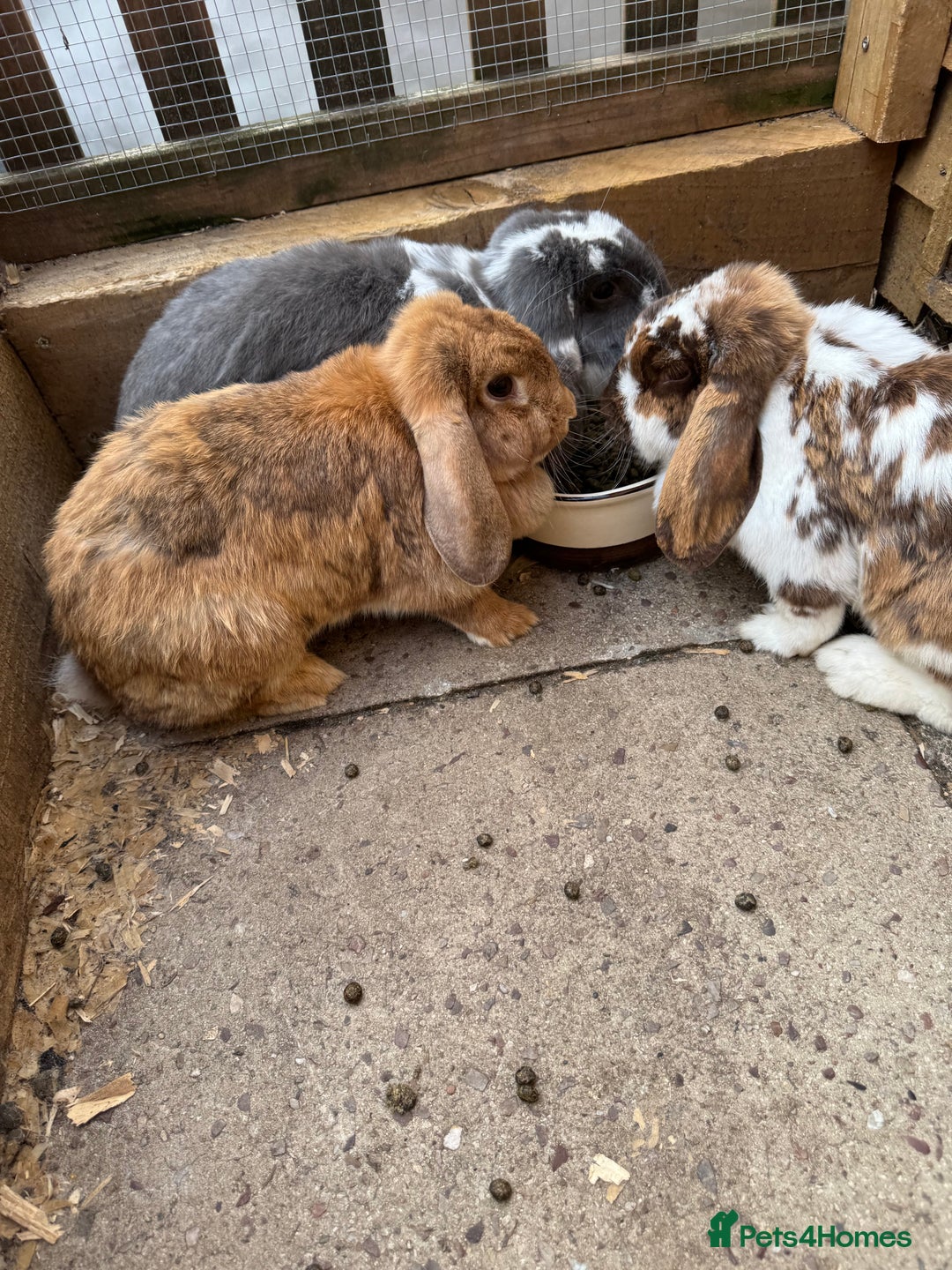French Lop rabbits for sale: French lops  - Image 1