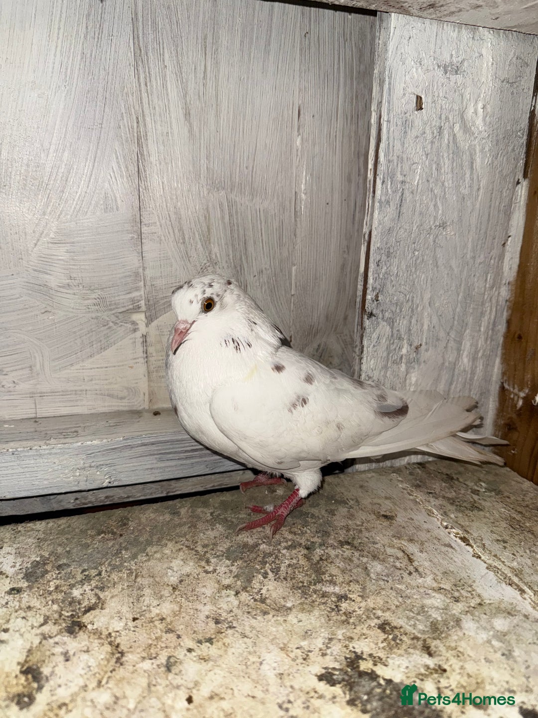 Pigeons birds for sale: Birmingham rollers for sale  - Advert 4