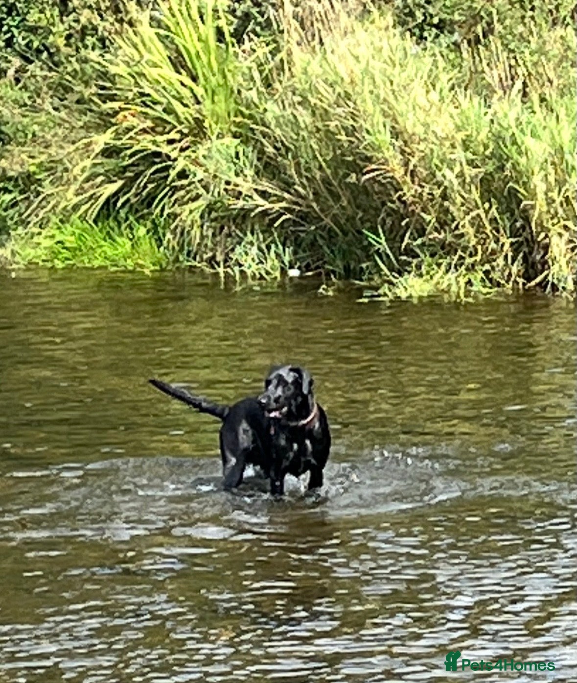 Labrador Retriever dogs KC Registered Labrador Retrievers - Advert 2